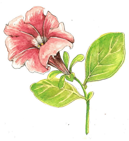 500x546 Tutorial Botanical Drawing With Pencil And Watercolor Botanical