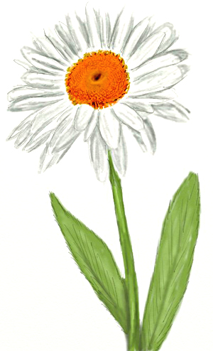 300x494 How To Draw A Daisy