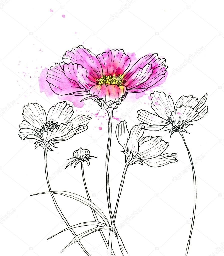 898x1024 Line Ink Drawing Of Cosmos Flower Stock Photo Valenty