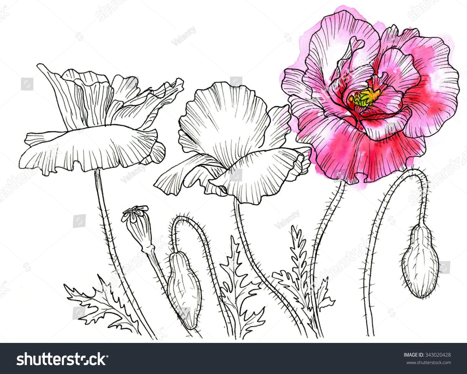 1500x1203 Line Ink Drawing Of Flower Poppy. Black Contour On White