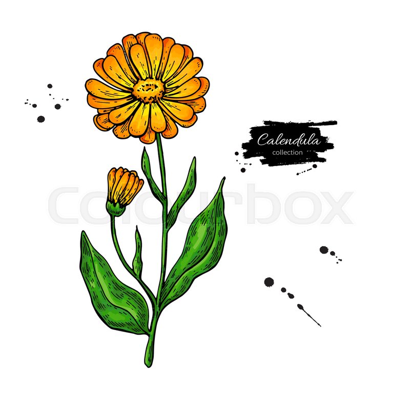 800x800 Calendula Vector Drawing. Isolated Medical Flower And Leaves