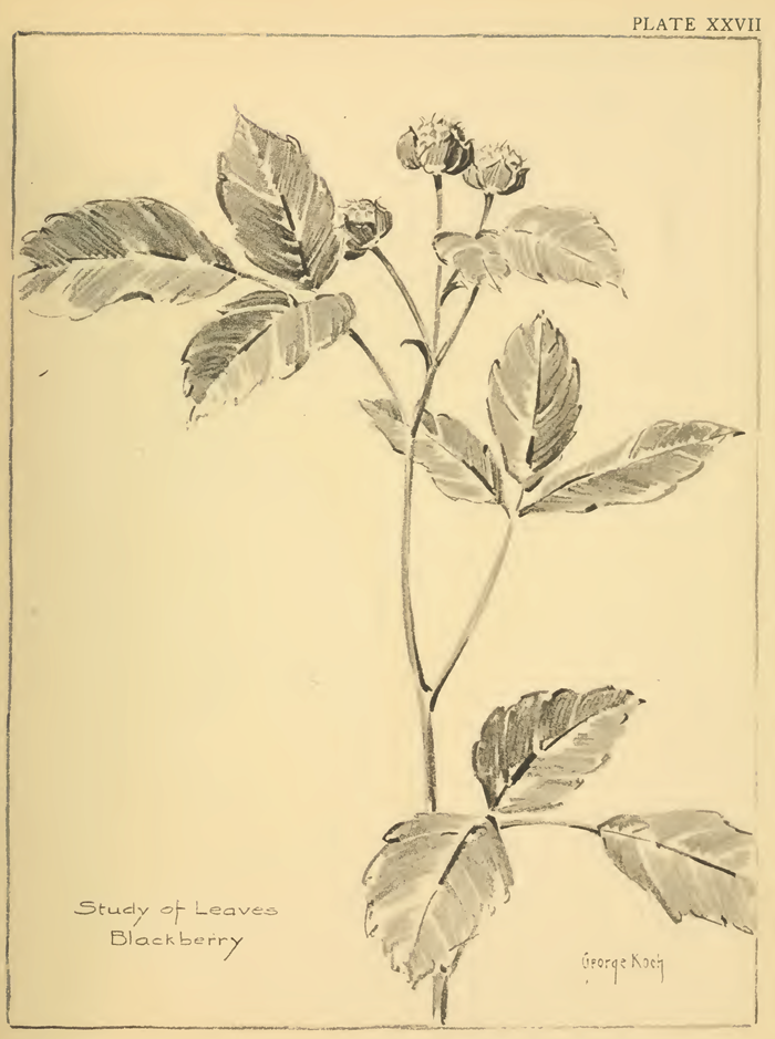 700x939 How To Draw Flowers Amp Leaves With The Following Drawing