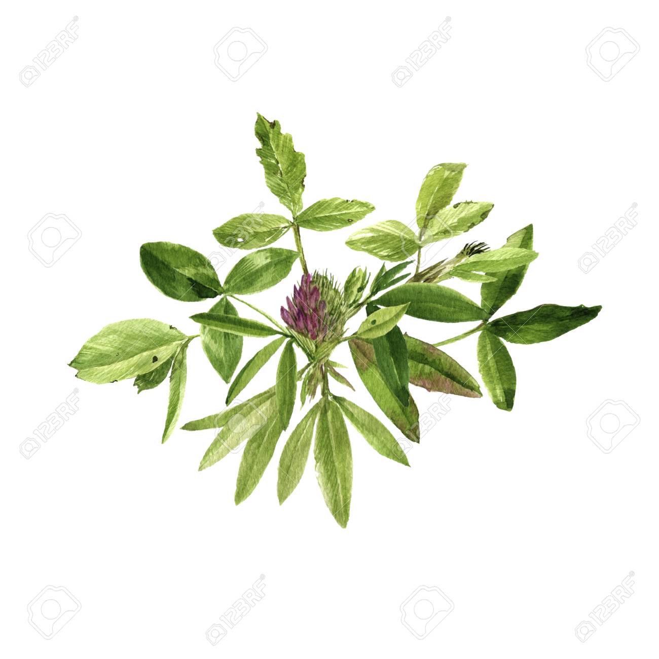 1300x1300 Watercolor Drawing Wild Plants With Flowers,buds And Leaves