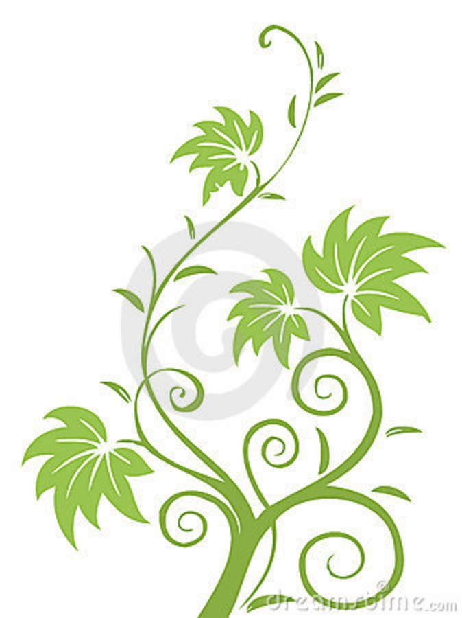674x900 Drawings Flowers Leaves And Vines Illustration Drawing