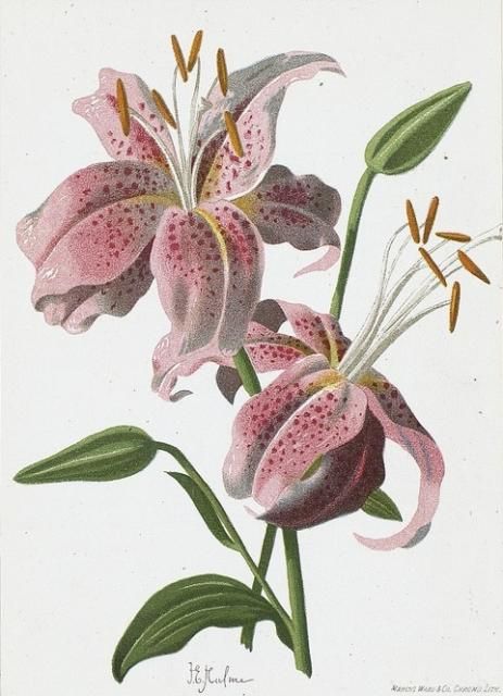 463x640 30 Best Lily Botanical Drawings Images On Drawing