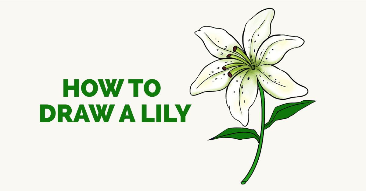 1200x628 How To Draw A Lily Step By Step Drawing Tutorial Easy Drawing