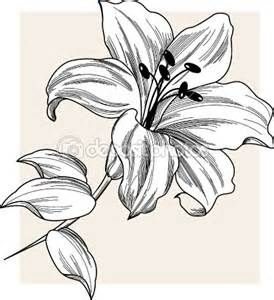 274x300 How To Draw A Star Lily