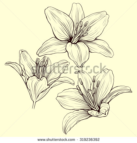 450x470 Stock Vector Three Line Lily Flowers In Ink Style Drawing
