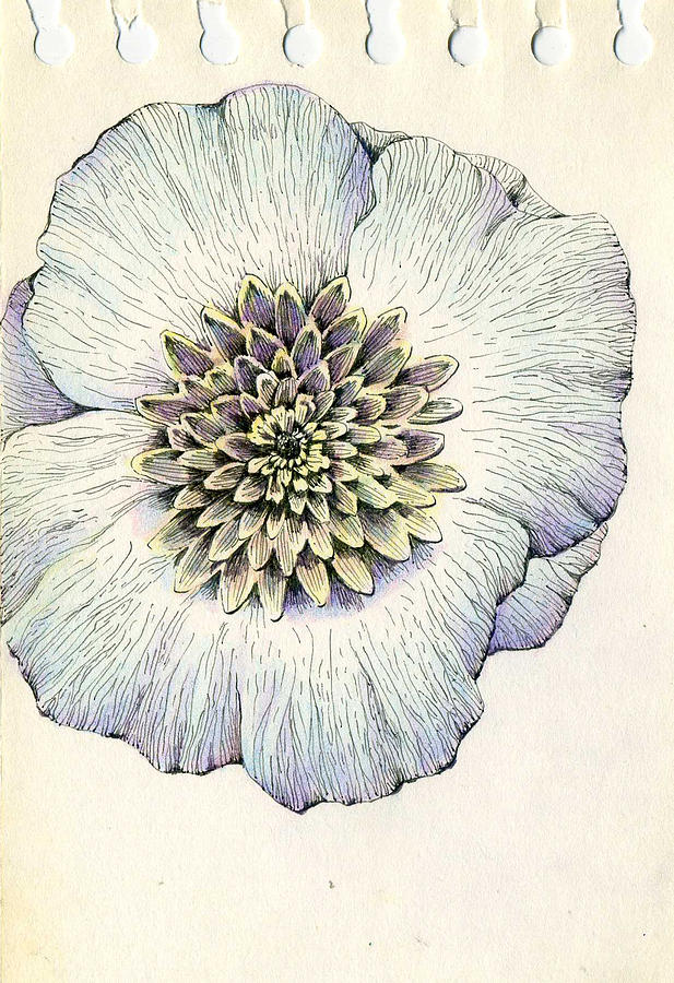 617x900 Flower Pen Drawing Drawing By Jong Ho Lee