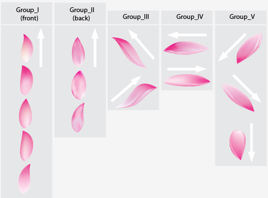 550x408 Image Result For Lotus Flower Petals Ref Lily Pad + Lotus Flower