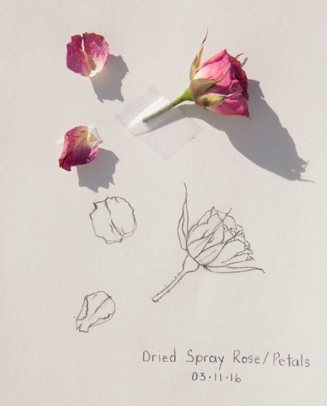 645x800 Daily Sketch Dried Spray Rosepetals