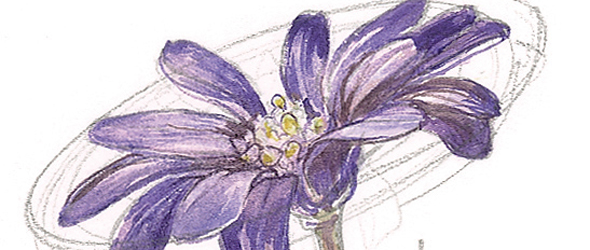 590x250 How To Paint Flowers In Watercolours