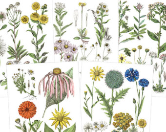 340x270 Flower Drawing Etsy