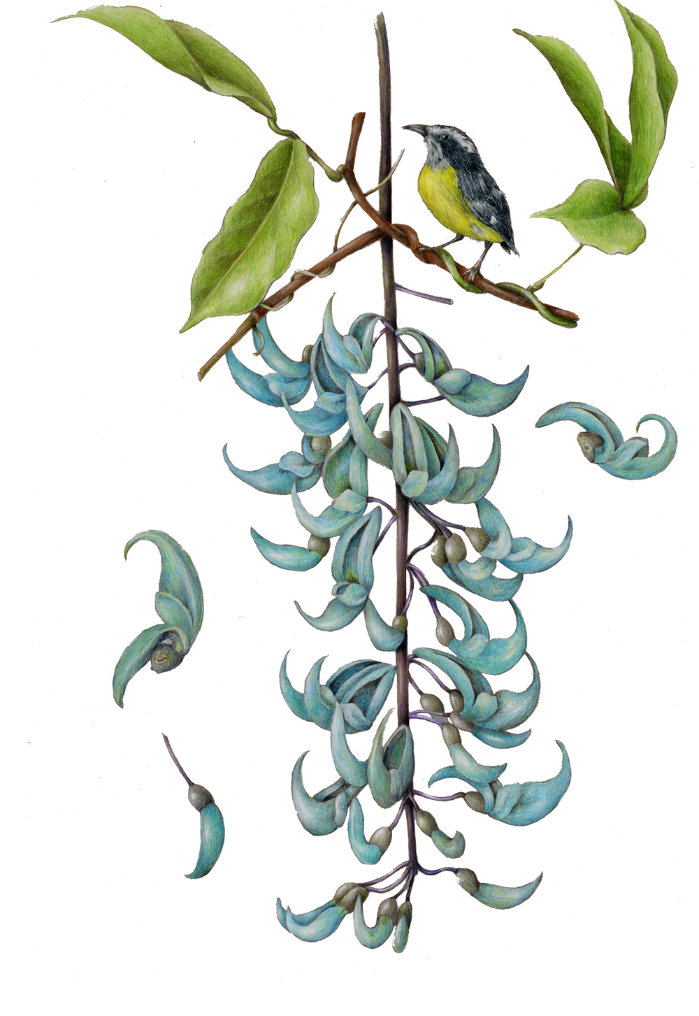 1000x1453 Flowers Gallery Full Botanical Artist Amp Illustrator, Learn