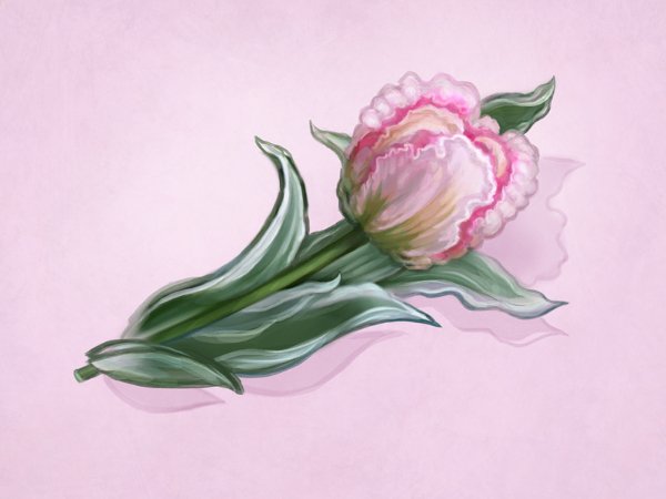 600x450 Flower Drawings