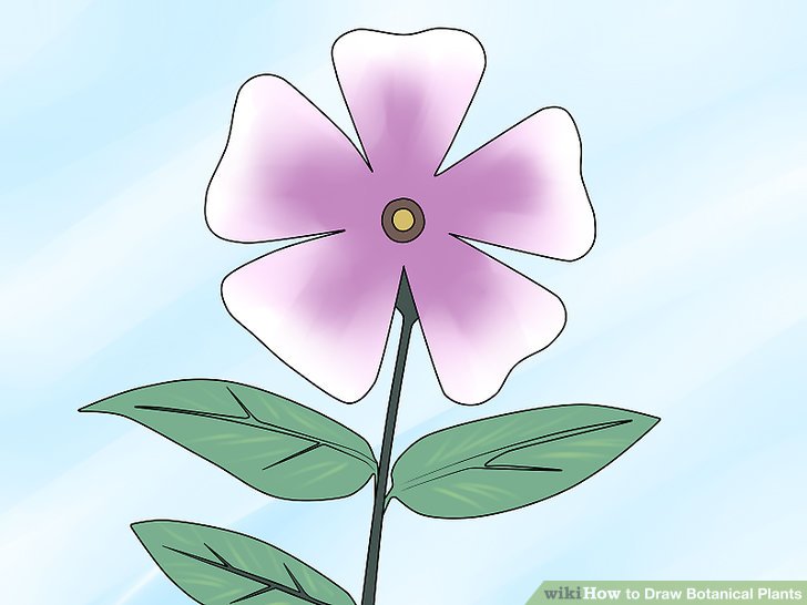 728x546 How To Draw Botanical Plants 14 Steps (With Pictures)