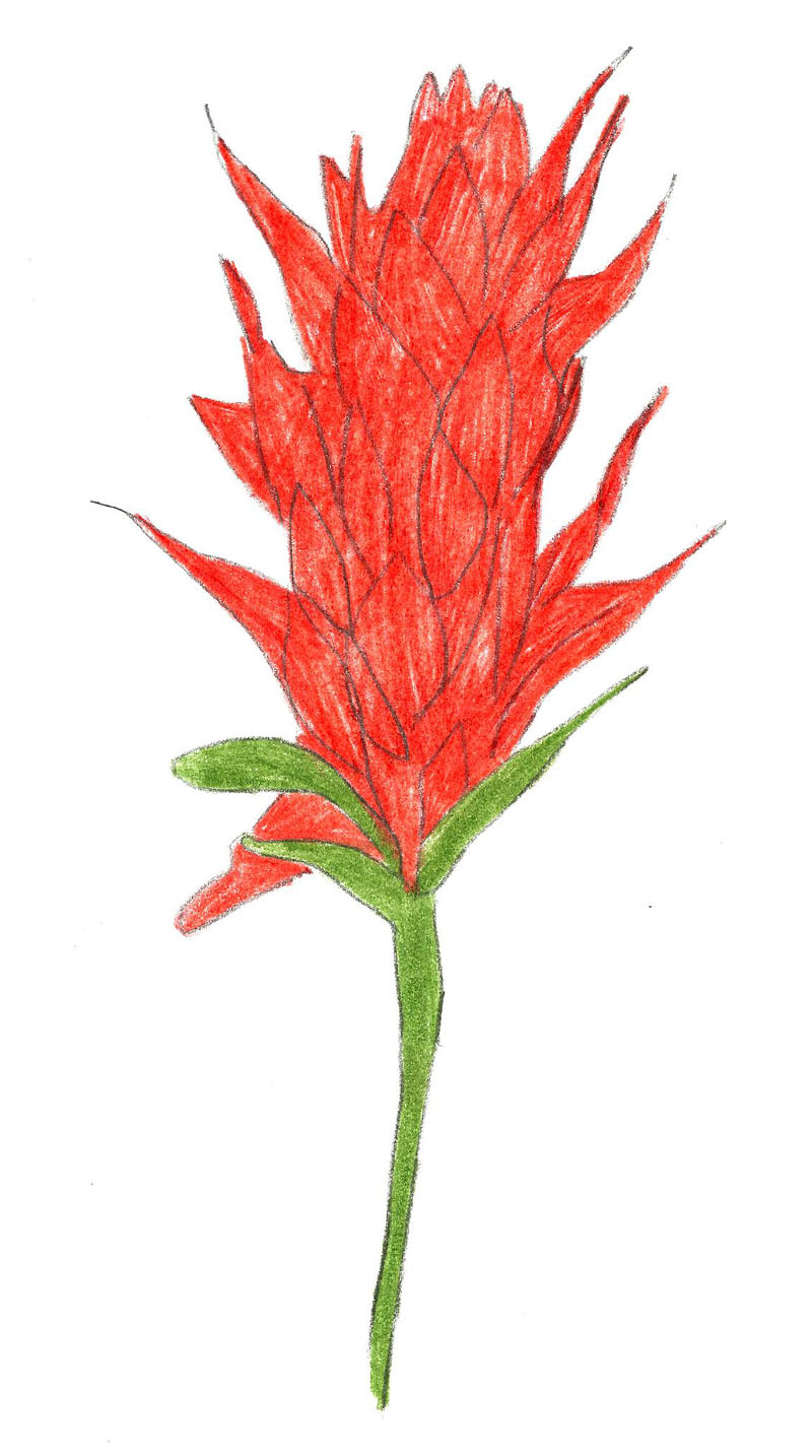 800x1434 How To Draw An Indian Paintbrush 8 Steps (With Pictures)