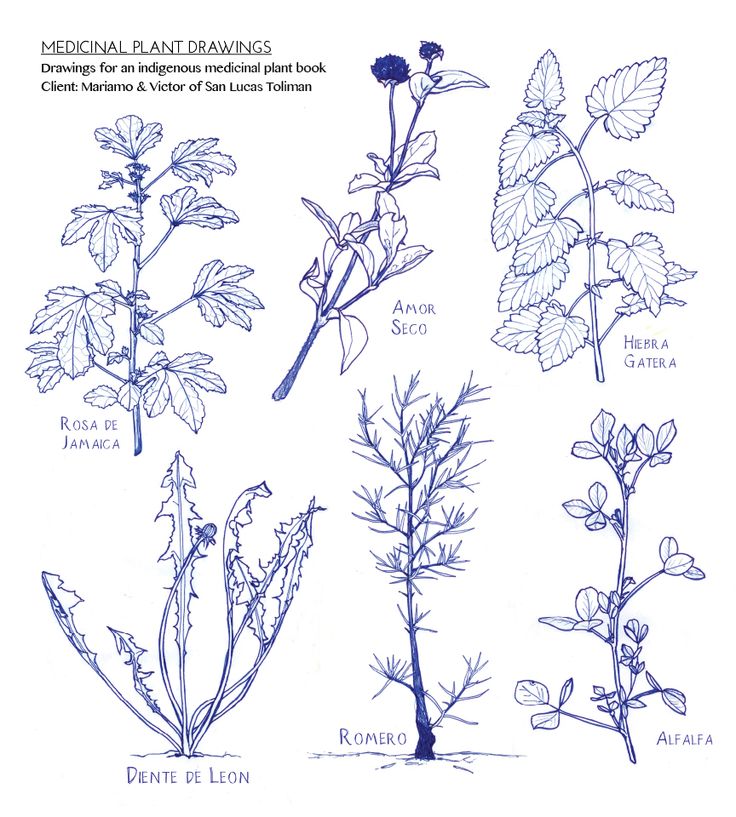 736x817 Plant Drawing Tutorial (Medicinal Plants) Outdoor Spaces