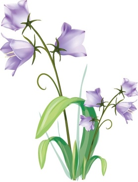 278x368 Tomato Plant Drawing Free Vector Download (92,214 Free Vector)