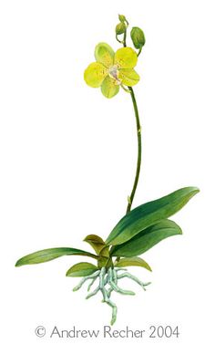 236x377 Phaleonopsis Z Orchids Botanical Illustration