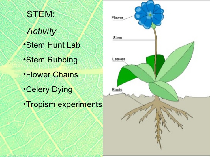 728x546 Plants2 Plant Parts Roots Amp Stems, Specialized Roots, Tropisms,
