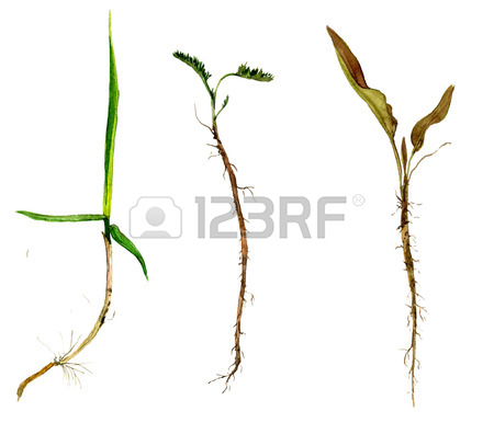 450x396 Watercolor Drawing Wild Plant With Leaves And Roots, Painted