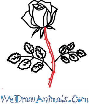 300x350 How To Draw A Rose Flower