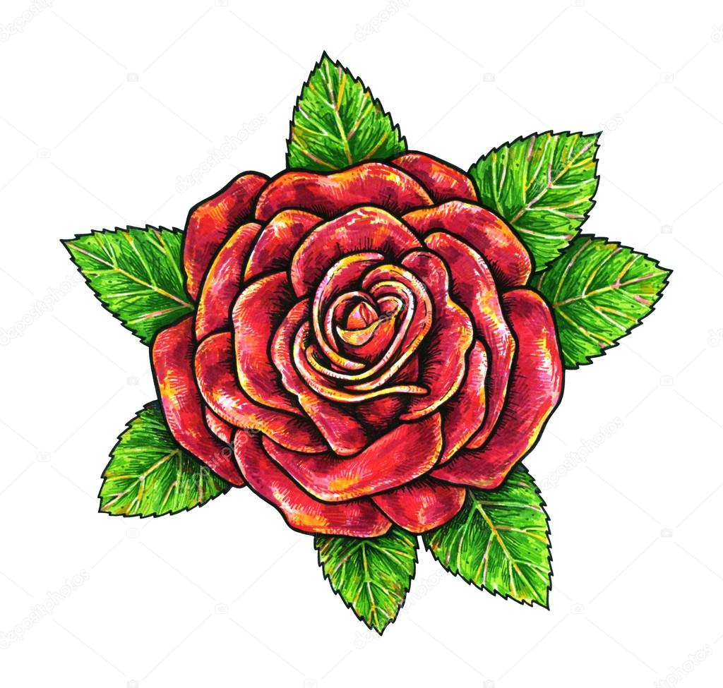 1024x975 Red Rose A Flower Is Isolated On A White Background. Rose Drawing