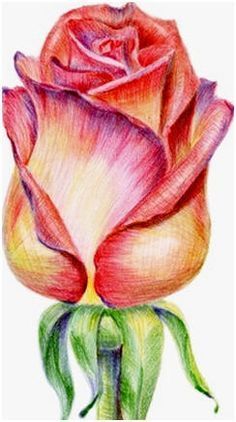 236x422 Flower Drawings Rose