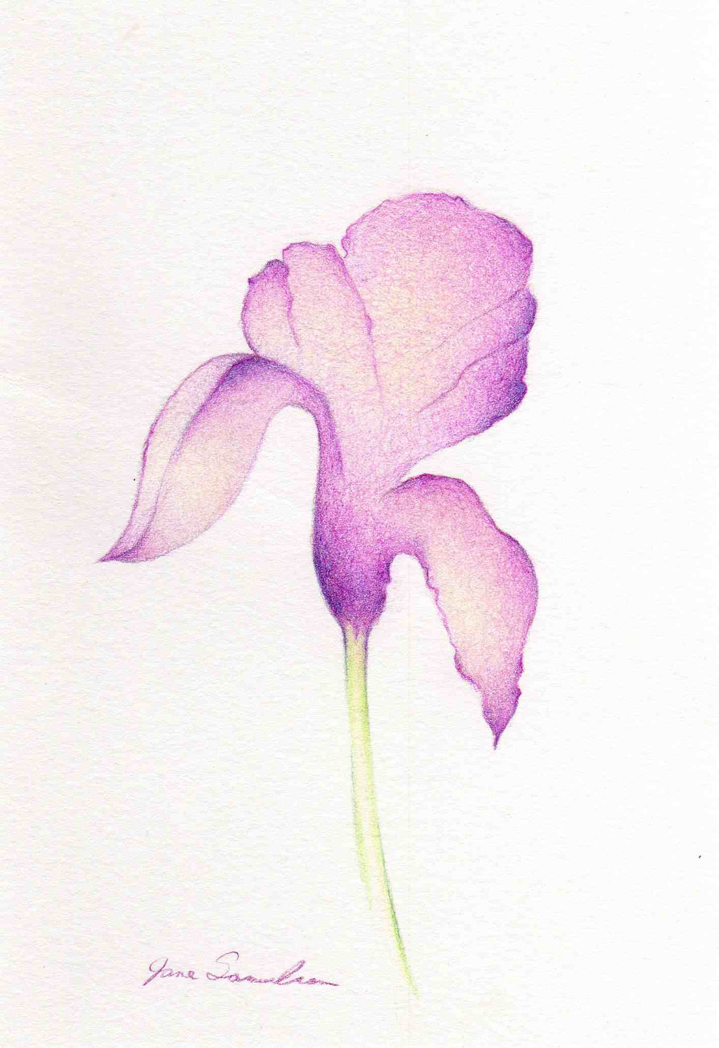 1029x1500 Spring Iris Too Simple Drawing Purple Iris Flower By Artofjane