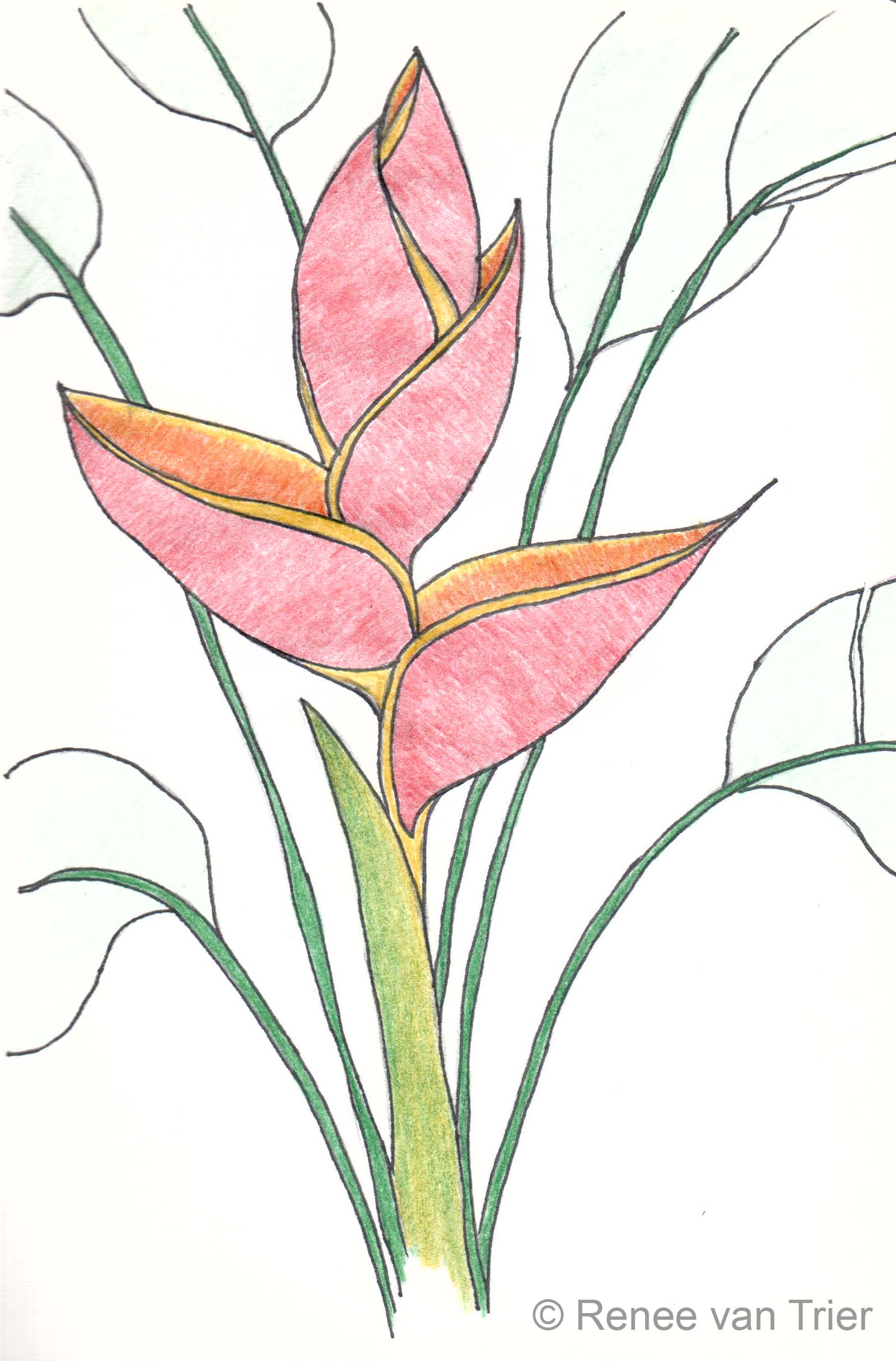 1608x2442 Flower Sketch From The Colombian Coffee Region Un Latte Deslactosada