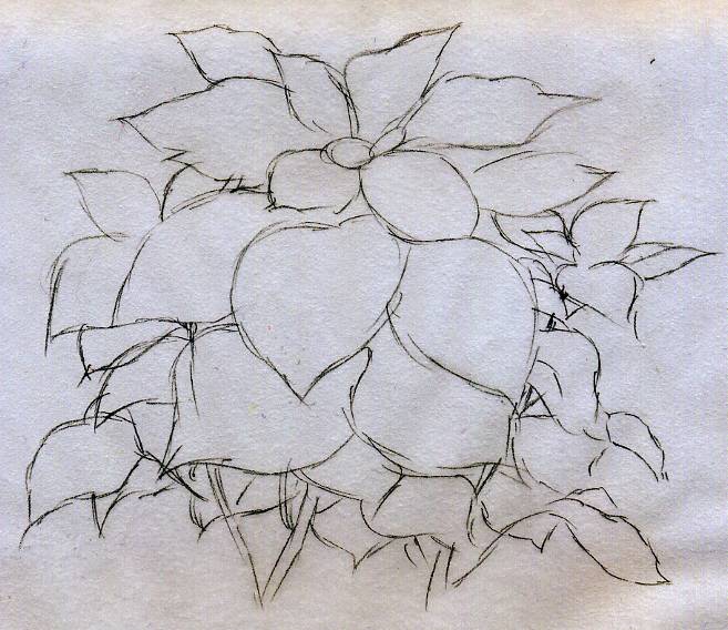 657x568 Quick Poinsettia Flower Sketch