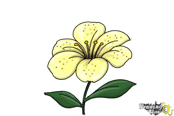 600x400 How To Draw A Flower Step By Step