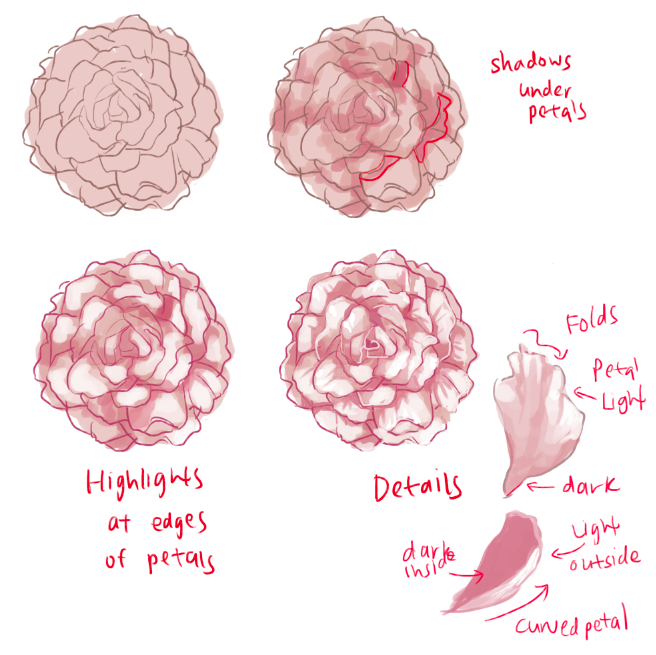 656x655 How To Draw Roses And Peonies Peony, Character Design And Draw