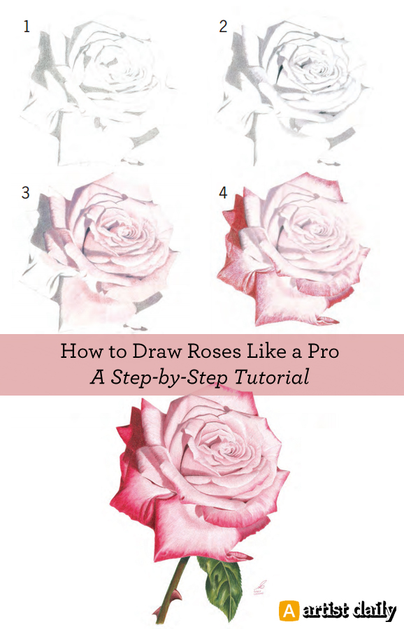 578x900 Photos Rose Tutorial Drawing,