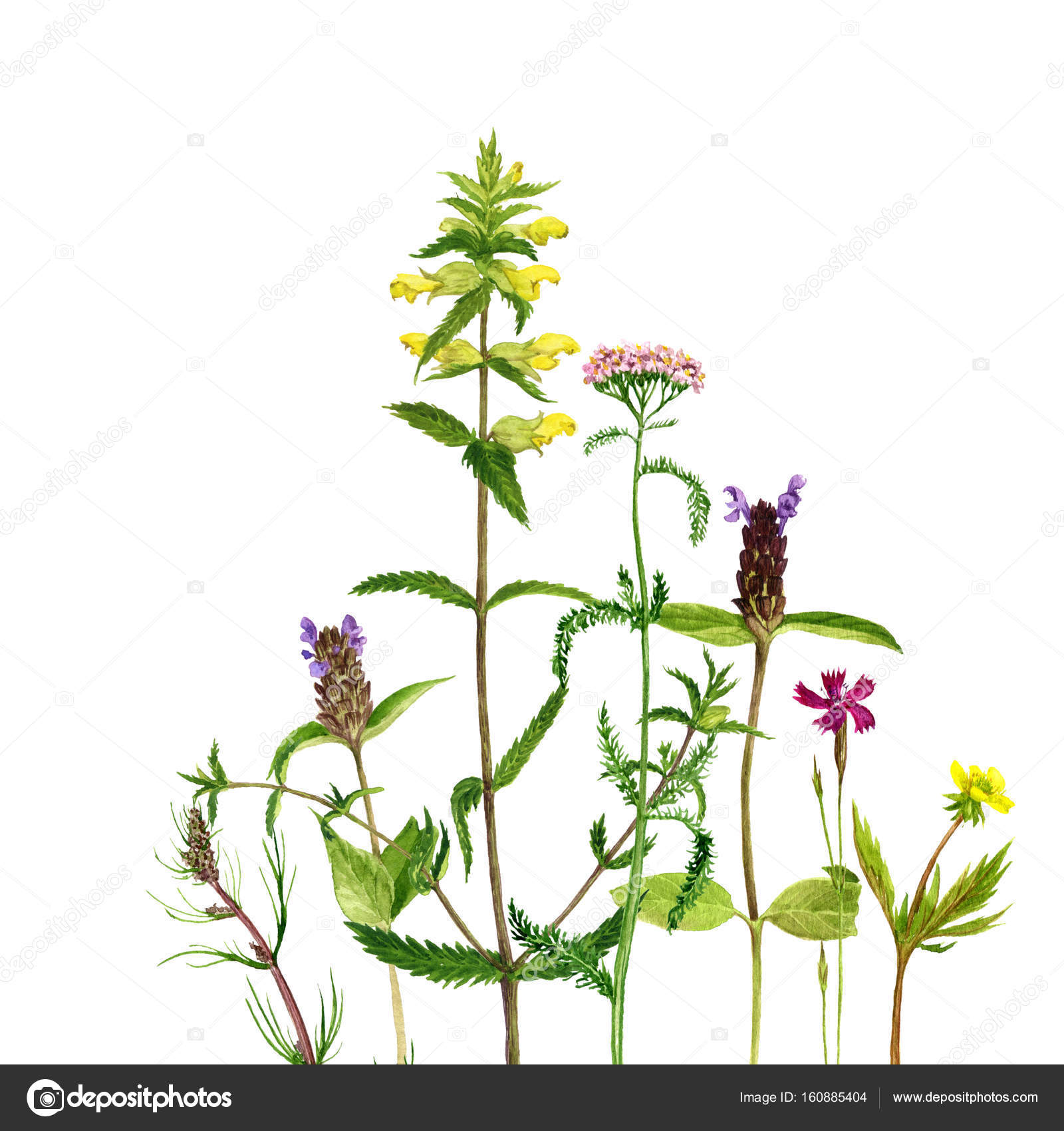 1600x1700 Watercolor Drawing Flowers And Plants Stock Photo