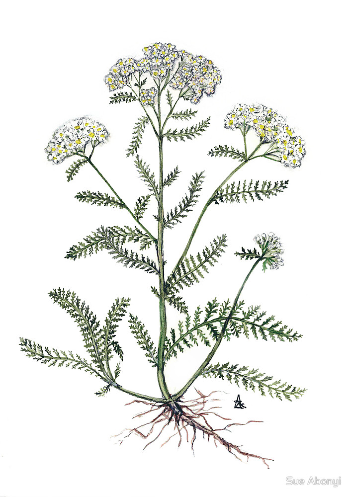 706x1000 Yarrow Drawing