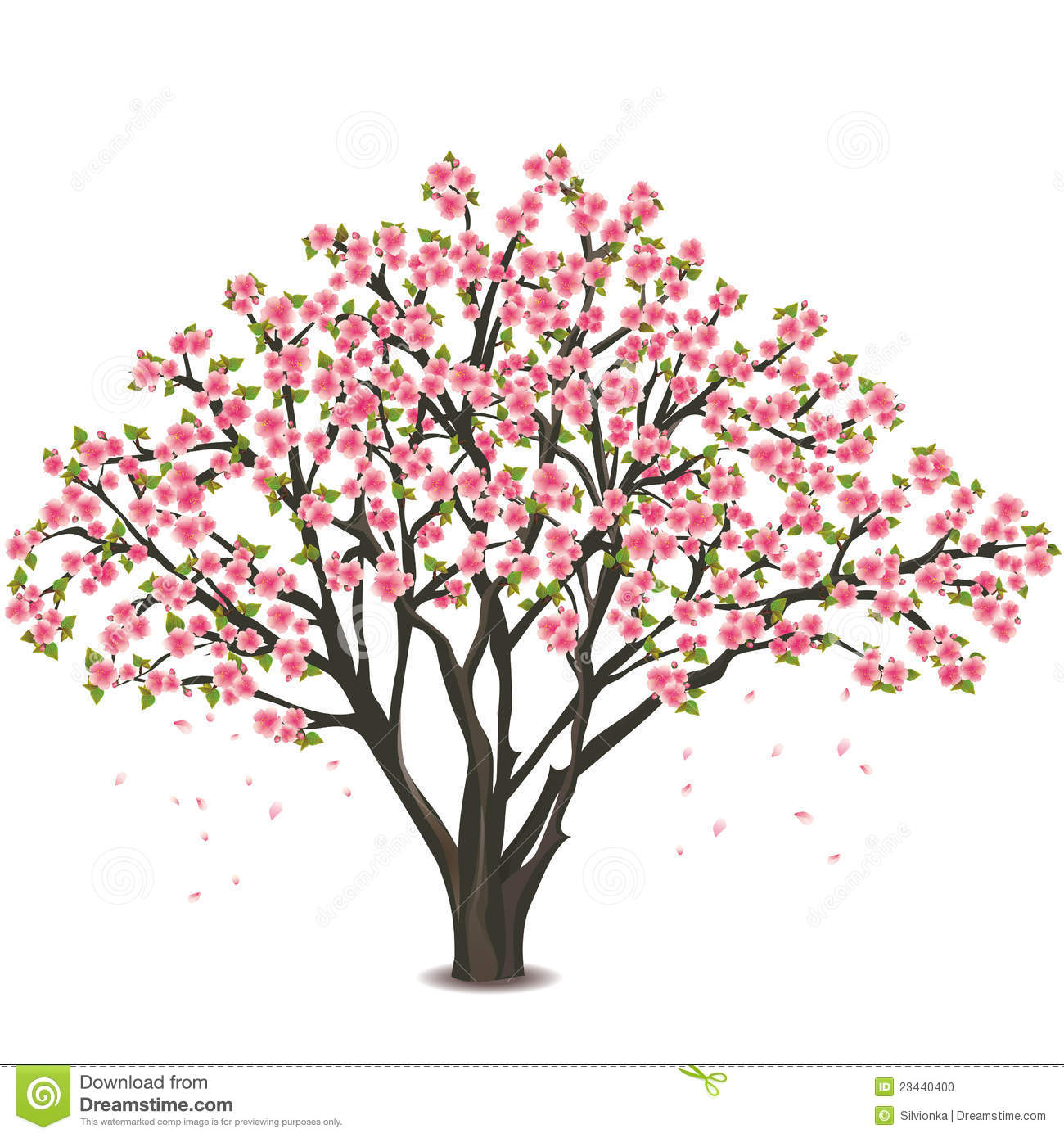 1300x1390 Japanese Cherry Tree Blossom Over White Stock Photo