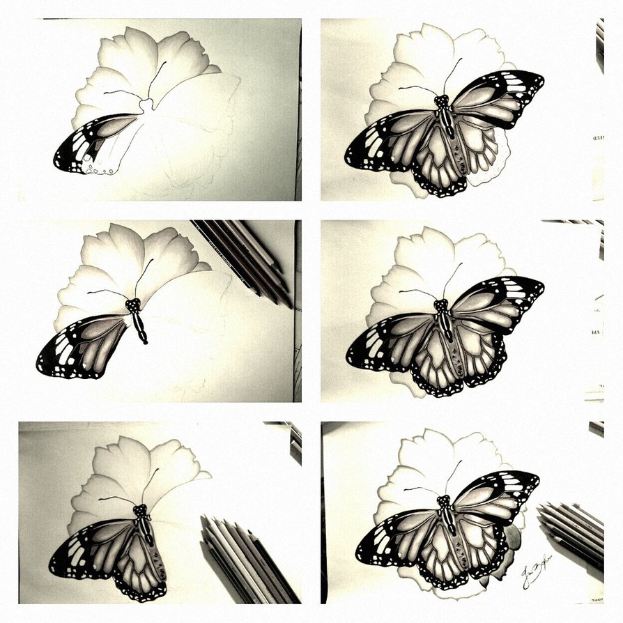 894x894 Butterfly On The Flower