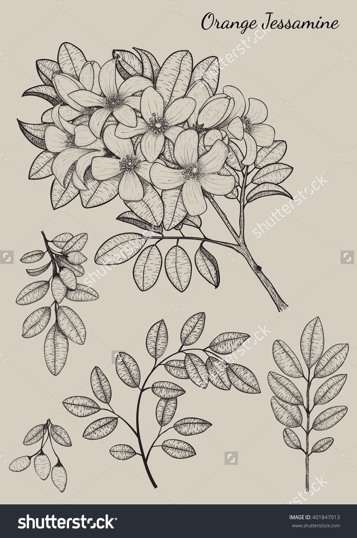 736x1109 Flower Drawing Tutorials