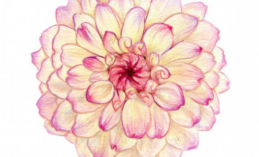 526x318 Awesome Flowers Drawing Amp Ultimate Drawing Guide