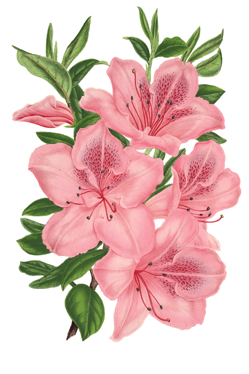 851x1280 Pink Bunch Of Flowers Drawing Transparent Png