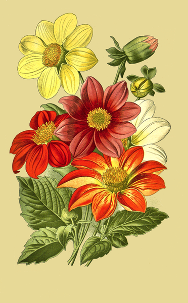 372x600 Dahlia Flowers Drawing Free Vintage Art