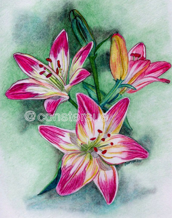 570x719 35 Beautiful Flower Drawings And Realistic Color Pencil Drawings