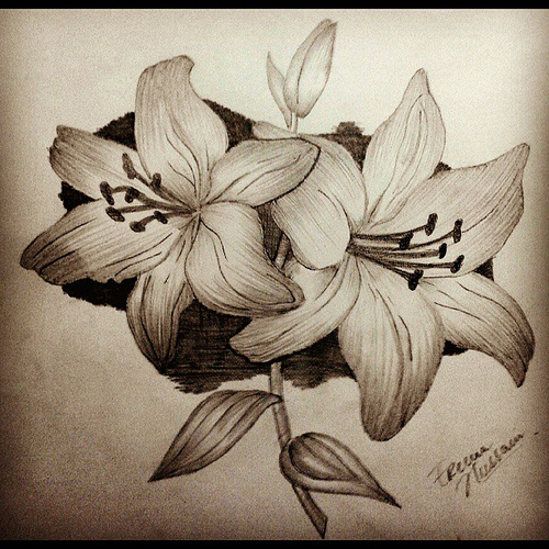 500x500 Gallery Pencil Drawing Tips Of Flowers,