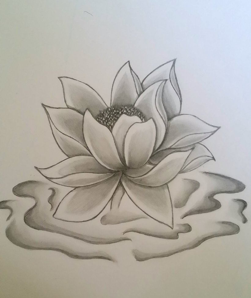 821x973 Lotus Flower Drawing In Pencil