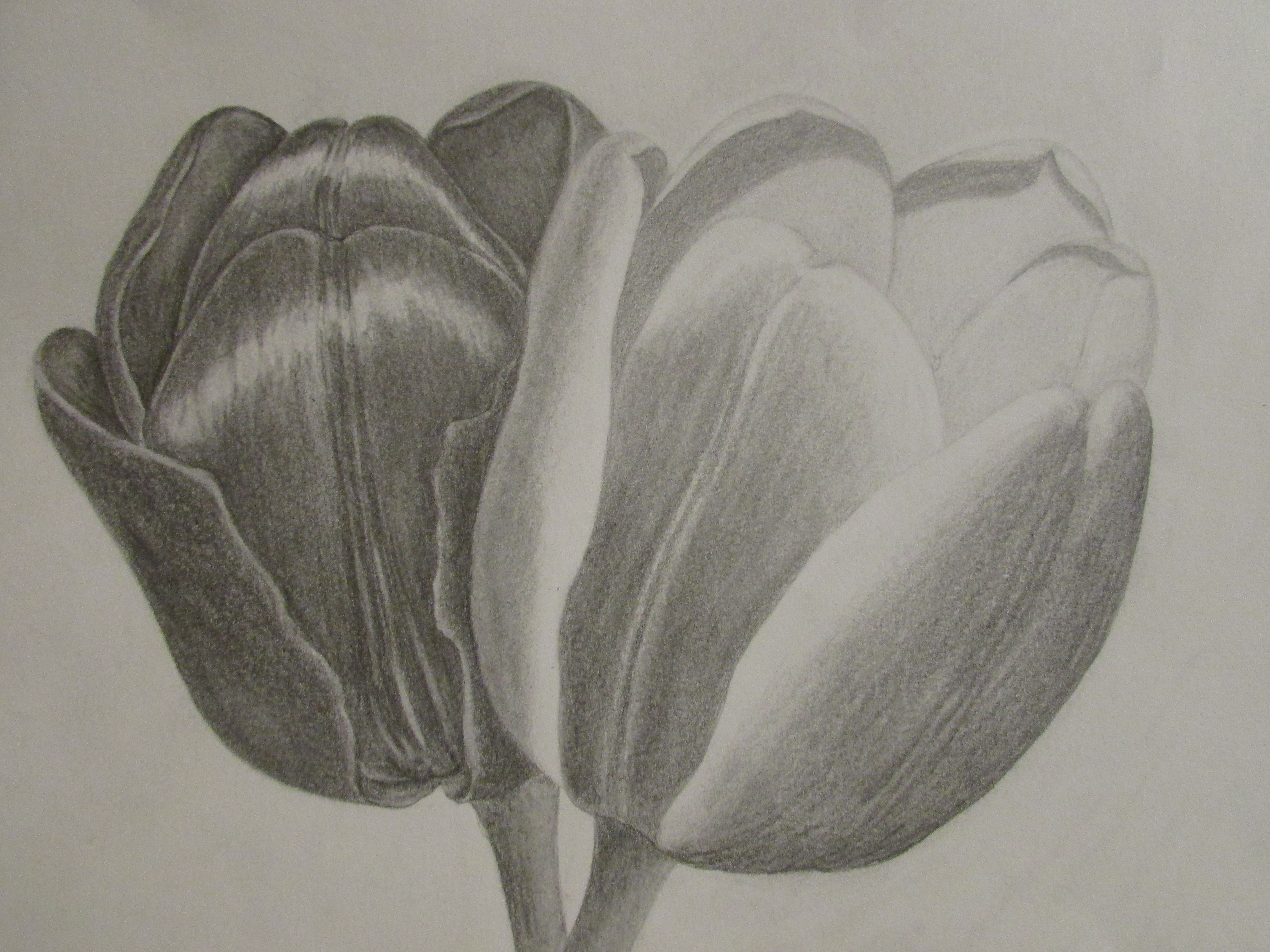 Flowers Drawing Pictures Pencil at GetDrawings Free download