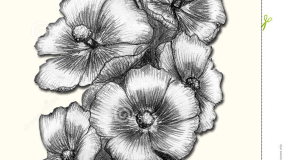 570x320 Pencil Sketch Flower Images Pencil Paintings Of Flowers