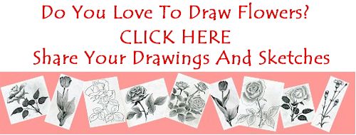 500x190 How To Draw Flowers Easily