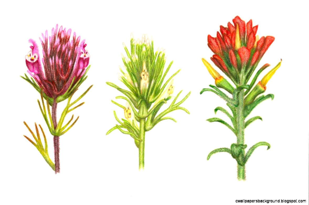 1177x783 Flower Drawings With Color Tumblr Wallpapers Background